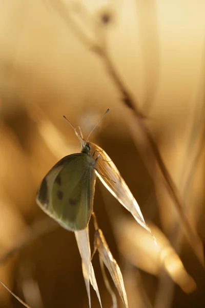 ユーラシアの白菜の蝶は通常 花冠の近くで発見され 花粉で毛深い足をコートして植物を受粉させます — ストック写真