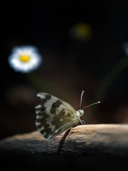 Kusu Dřeva Tento Motýl Zastavil Aby Odpočinul Pokračoval Hledání Více — Stock fotografie