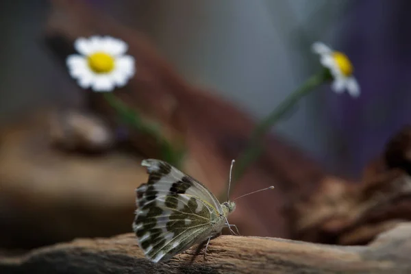 Ένα Κομμάτι Ξύλο Αυτή Πεταλούδα Σταμάτησε Ξεκουραστεί Για Συνεχίσει Ψάχνει — Φωτογραφία Αρχείου