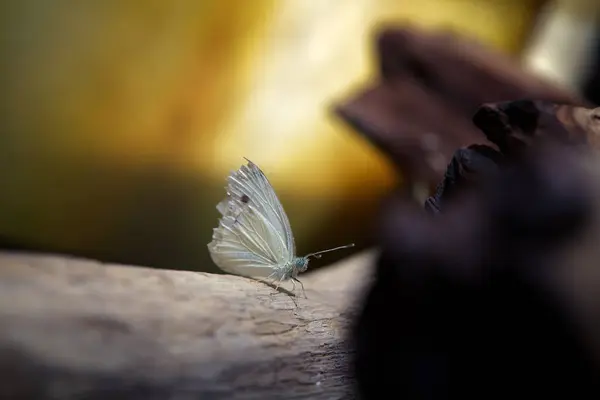 这只蝴蝶已经到了它的最后阶段 从它的翅膀的状况可以看出 它在吸吮了很久之后已经停下来休息了 — 图库照片