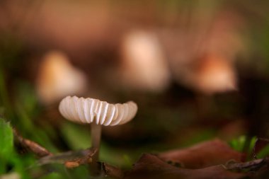 Şapkası açık bir mantar ve arkasında odak dışında, daha fazla mantar görebilirsiniz.