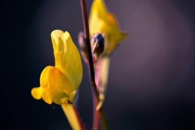 Bahardan sonbahara kadar açık çayırlarda yetişen yıllık bitki.