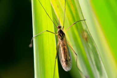 Turna sinekleri sivrisinek değildir ve çiçek nektarıyla beslenmezler..