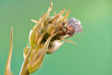 Bu güvelerin larvaları genellikle yere yakın olan bitki kökleri ve parçalarıyla beslenirler..
