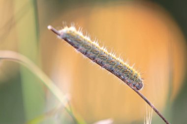 Yarasaları caydırmak için ultrasonik tıkırtılar üreten bir tırtıl.