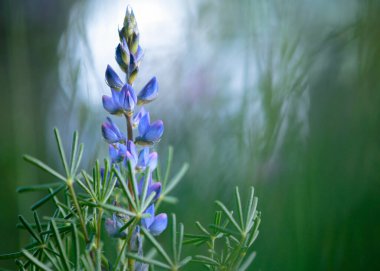 100 cm uzunluğunda, yıllık ve ergenlik çağında bir bitkidir.