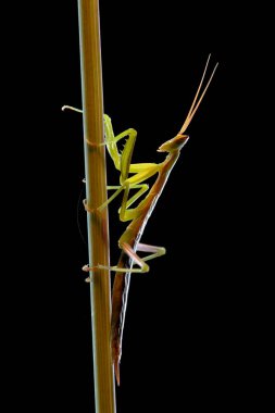 Bir Brunner peygamberdevesi tarladaki çim dallarına tünemişti.