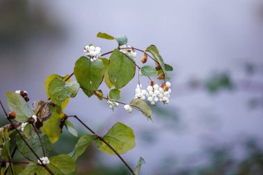 Yaygın kar çileklerinin kapatılması (Symphoricarpos albus)