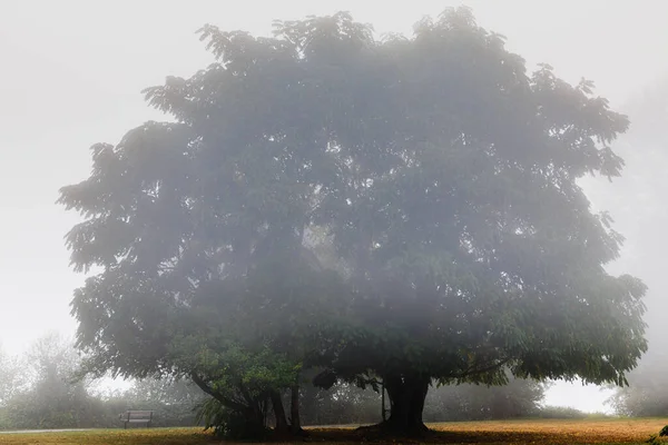 Árbol Grande Mañana Temprano Niebla Otoño —  Fotos de Stock