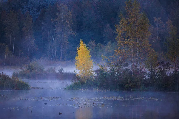 Μονόκλινο Δέντρο Δείχνει Όμορφα Χρώματα Του Φθινοπώρου Ομιχλώδη Οκτώβριο Πρωί — Φωτογραφία Αρχείου