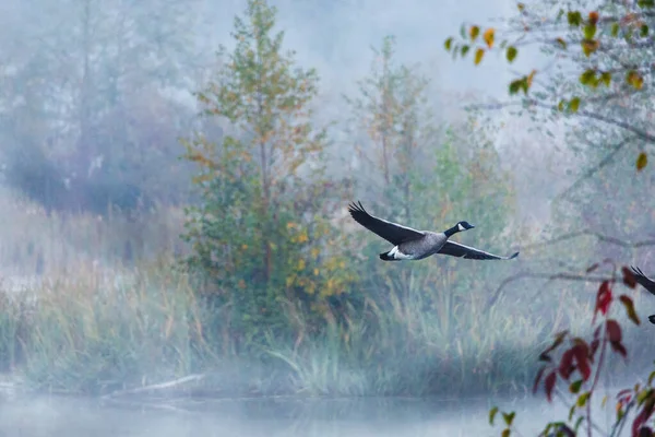 Ganso Canadá Branta Canadensis Deslizando Sobre Lago Nebuloso Outubro — Fotografia de Stock