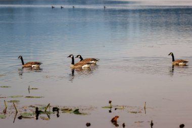 Kanada kazları (Branta canadensis) gölde yüzerler