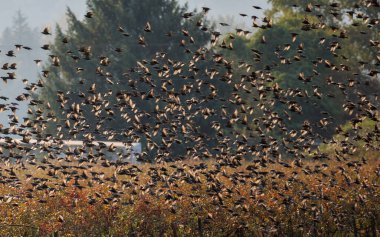 Ekim ayında Starling sürüsü (Sturnus vulgaris)