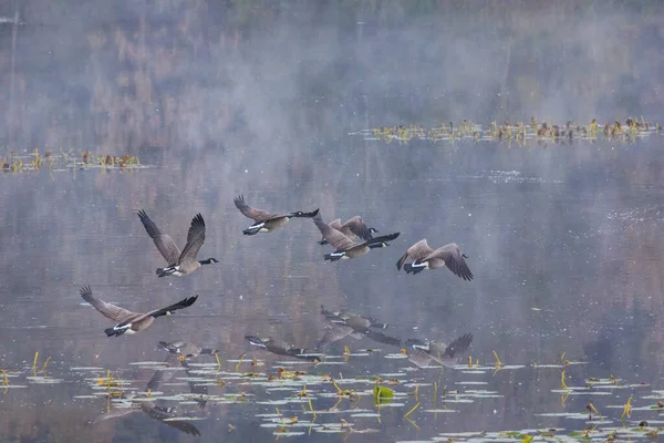 Kanada Kaz Sürüsü (Branta kanadensis) sisli göl üzerinde alçaktan uçuyor