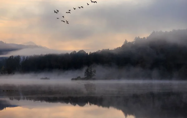 Flock Canada Geese Branta Canadensis Πετούν Πάνω Από Ήσυχη Ομιχλώδη — Φωτογραφία Αρχείου
