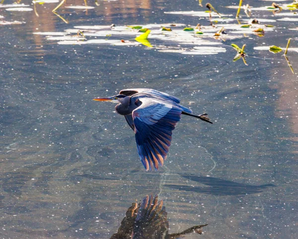 Grande Garça Azul Ardea Herodias Voando Baixo Sobre Lago — Fotografia de Stock
