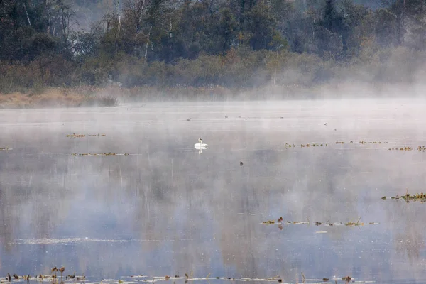 Ζευγάρι Των Κύκνων Σαλπιγκτών Cygnus Bucinator Στη Λίμνη Ομιχλώδη Πρωί — Φωτογραφία Αρχείου