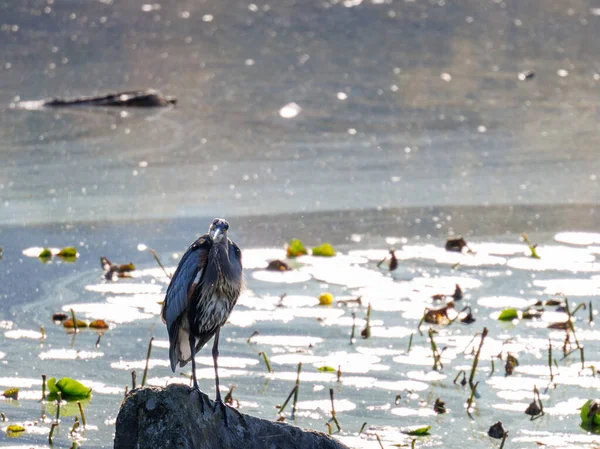 Great Blue Heron Ardea Herodias Sobre Rocha Olhando Frente — Fotografia de Stock