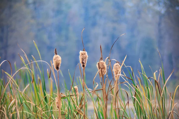 十月湿地的猫尾植物 — 图库照片