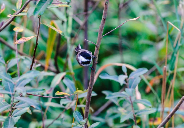 Ekim ayında siyah başlıklı chickadee (Poecile atricapillus) dalında