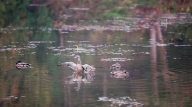 Ördek kanat çırparken yavaş hareket eder.