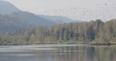 Kanada Kazları (Branta canadensis) gölün üzerinde yavaşça uçuyor