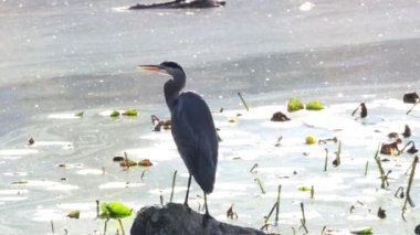 Büyük Mavi Balıkçıl (Ardea herodias) kaya üzerinde 
