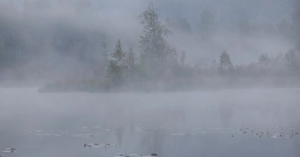 Foggy Nebbioso Lago Ottobre Mattina — Video Stock