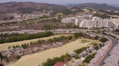 Cherry Blossom Aerial View at Bomun Park, Gyeongju, South Korea, . High quality 4k footage