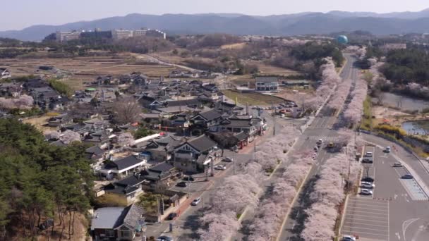 Cherry Blossom Aerial View Bomun Park Gyeongju South Korea High — Video