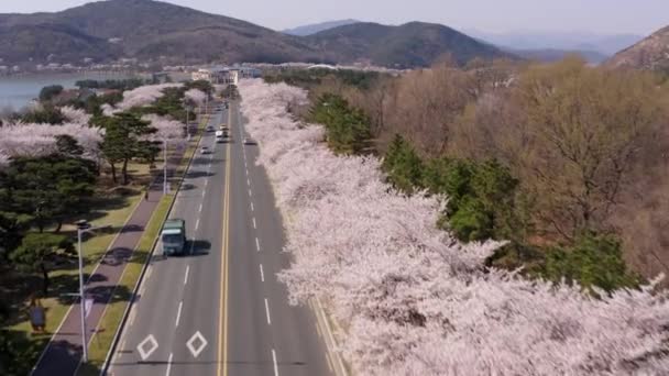 Cherry Blossom Aerial View Bomun Park Gyeongju South Korea High — Video