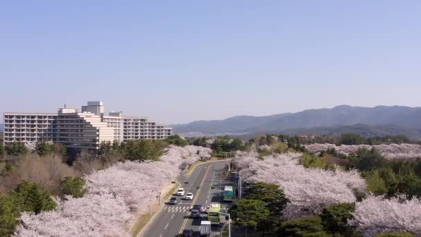 Cherry Blossom Aerial View Bomun Park Gyeongju South Korea High — 비디오
