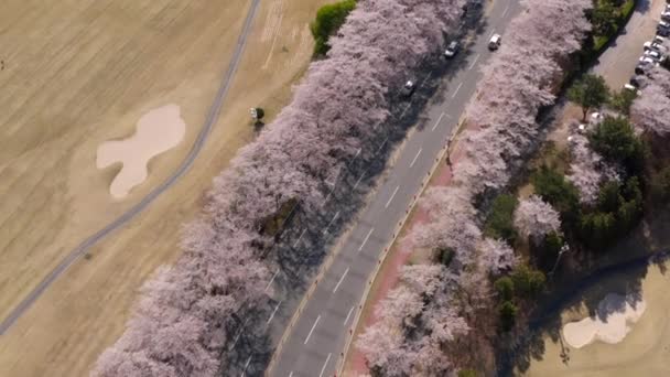 Cherry Blossom Aerial View Bomun Park Gyeongju South Korea High — Stockvideo