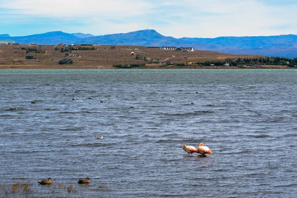 Zwei Schöne Flamingos Spazieren Einem Teich Mit Hintergrund Patagoniens Hochwertiges — Stockfoto
