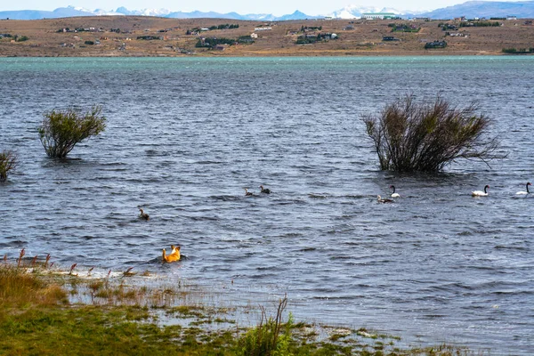 Hunting dog chasing wild ducks swimming in water with Background of Patagonia. High quality photo by A7M4