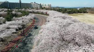 Baharda, Gyeongju 'da, Güney Kore' de, çiçek açan kiraz ağaçlarının üzerinde havadan çekilmiş yüksek kaliteli 4K görüntüler.