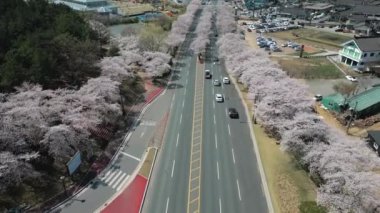 Baharda, Gyeongju 'da, Güney Kore' de, çiçek açan kiraz ağaçlarının üzerinde havadan çekilmiş yüksek kaliteli 4K görüntüler.