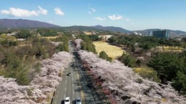 Baharda, Gyeongju 'da, Güney Kore' de, çiçek açan kiraz ağaçlarının üzerinde havadan çekilmiş yüksek kaliteli 4K görüntüler.