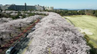 Baharda, Gyeongju 'da, Güney Kore' de, çiçek açan kiraz ağaçlarının üzerinde havadan çekilmiş yüksek kaliteli 4K görüntüler.
