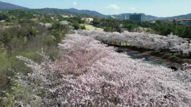 Baharda, Gyeongju 'da, Güney Kore' de, çiçek açan kiraz ağaçlarının üzerinde havadan çekilmiş yüksek kaliteli 4K görüntüler.