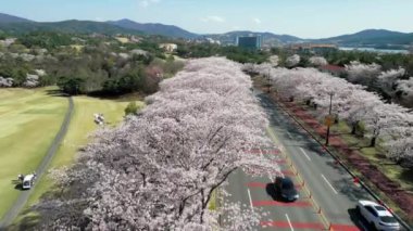 Baharda, Gyeongju 'da, Güney Kore' de, çiçek açan kiraz ağaçlarının üzerinde havadan çekilmiş yüksek kaliteli 4K görüntüler.