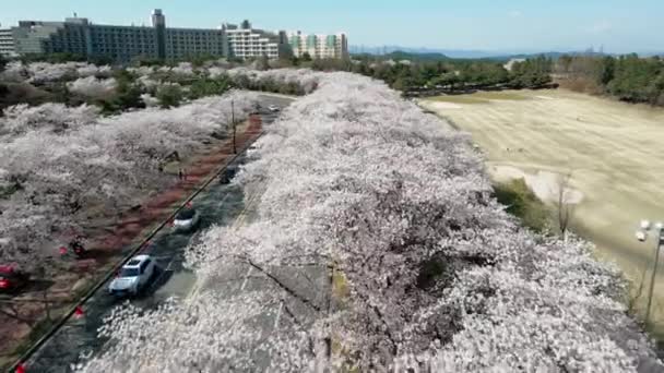Luftaufnahme Über Blühenden Kirschbäumen Frühling Gyeongju Südkorea Hochwertiges Filmmaterial — Stockvideo