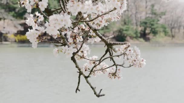 Zbliżenie Kołyszące Kwiaty Wiśni Tle Jeziora Wysokiej Jakości Materiał — Wideo stockowe