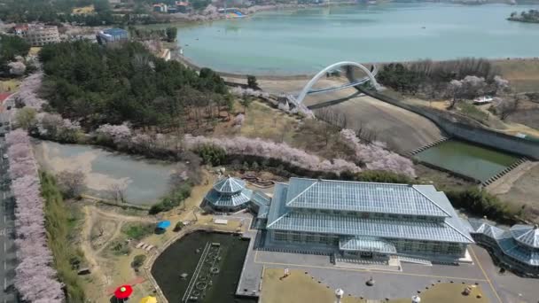 Luchtfoto Volle Bloesem Kersenbomen Het Voorjaar Gyeongju Zuid Korea Hoge — Stockvideo