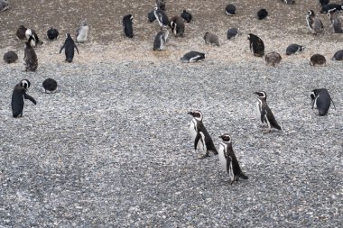 Beagle Channel 'daki Penguenler Adası, Ushuaia, Arjantin. Yüksek kalite fotoğraf