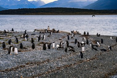 Beagle Channel 'daki Penguenler Adası, Ushuaia, Arjantin. Yüksek kalite fotoğraf