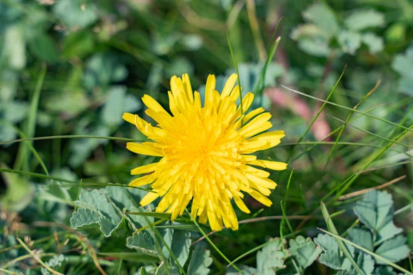 Flores Amarelas Dentes Leão Fundos Verdes Fundo Primavera Verão Foto — Fotografia de Stock