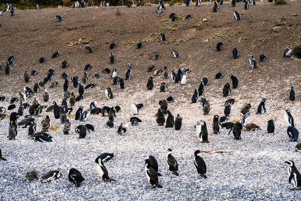 Ilha Dos Pinguins Canal Beagle Ushuaia Argentina Foto Alta Qualidade — Fotografia de Stock