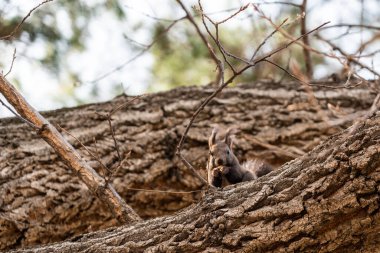 Güney Kore parkındaki şirin gri sincap. Yüksek kalite fotoğraf