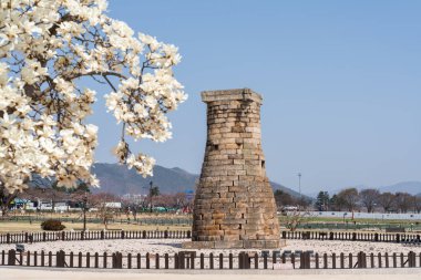 Cheomseongdae Antik Gözlemevi baharda Güney Kore 'nin Gyeongju şehrinde çiçek açacak. Yüksek kalite fotoğraf